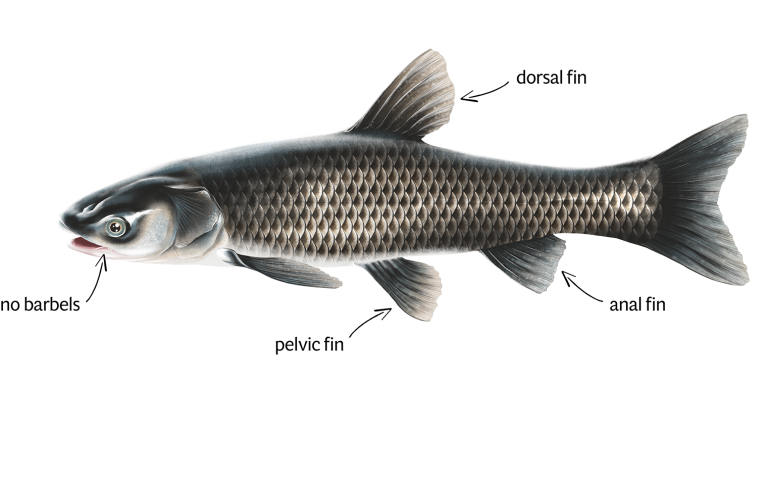 Black Carp ID