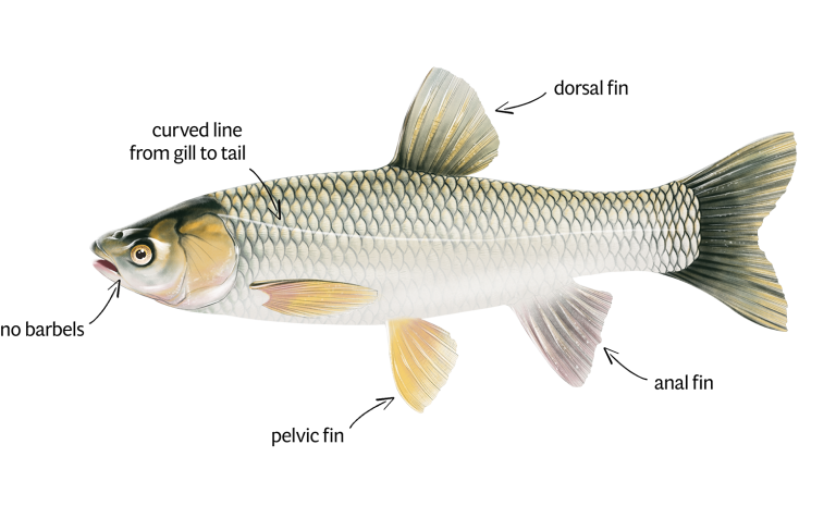 Grass Carp ID