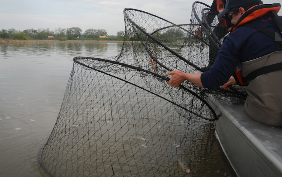 Leads and Wings for Hoop/Trap Nets