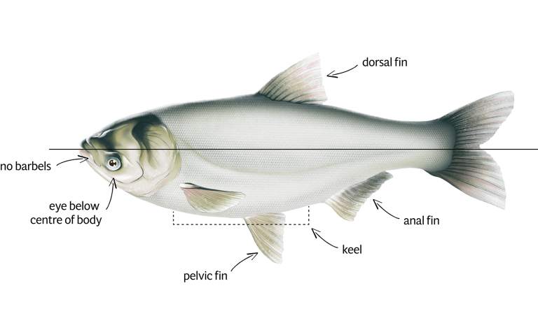 Silver carp ID
