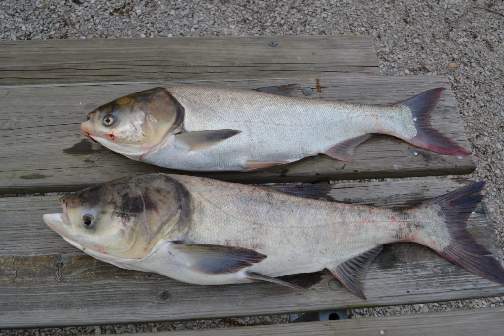 Ecological Risk Assessment for Bighead and Silver Carps – Asian Carp Canada