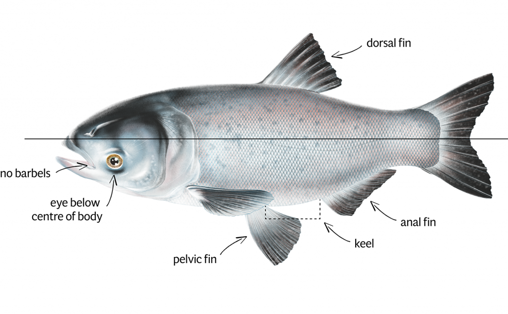 Bighead Carp Identification white background