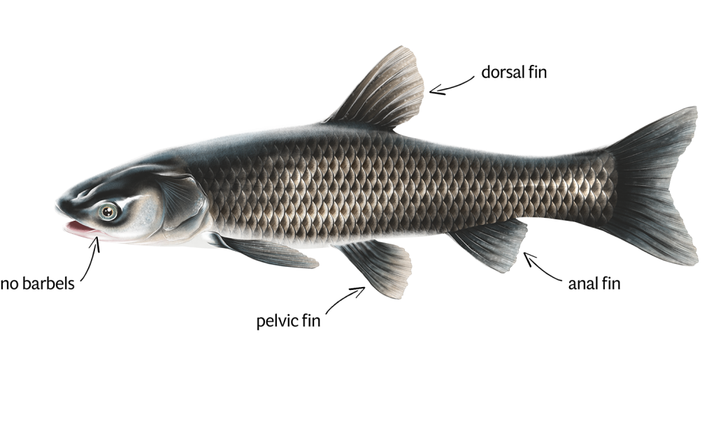 Black Carp Identification white background