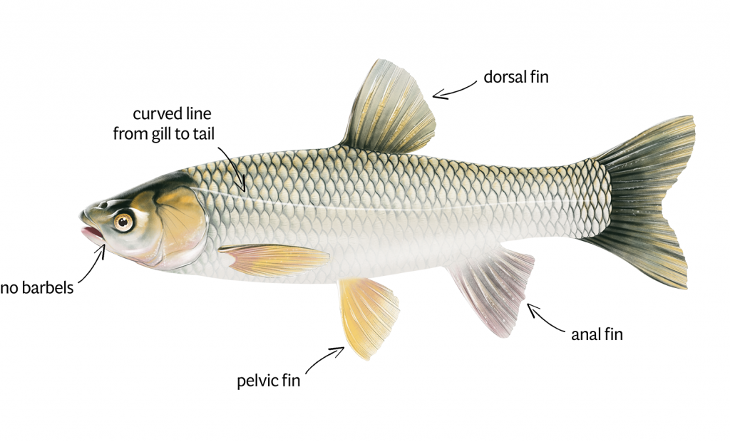 Grass Carp Identification white background