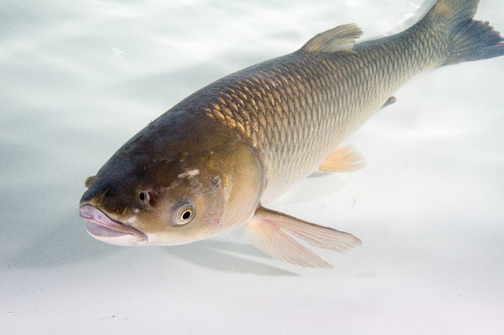 Grass Carp