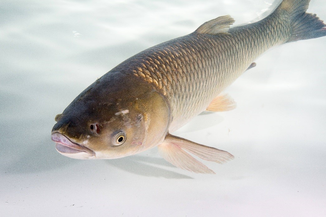 Ecological Risk Assessment of Grass Carp – Asian Carp Canada