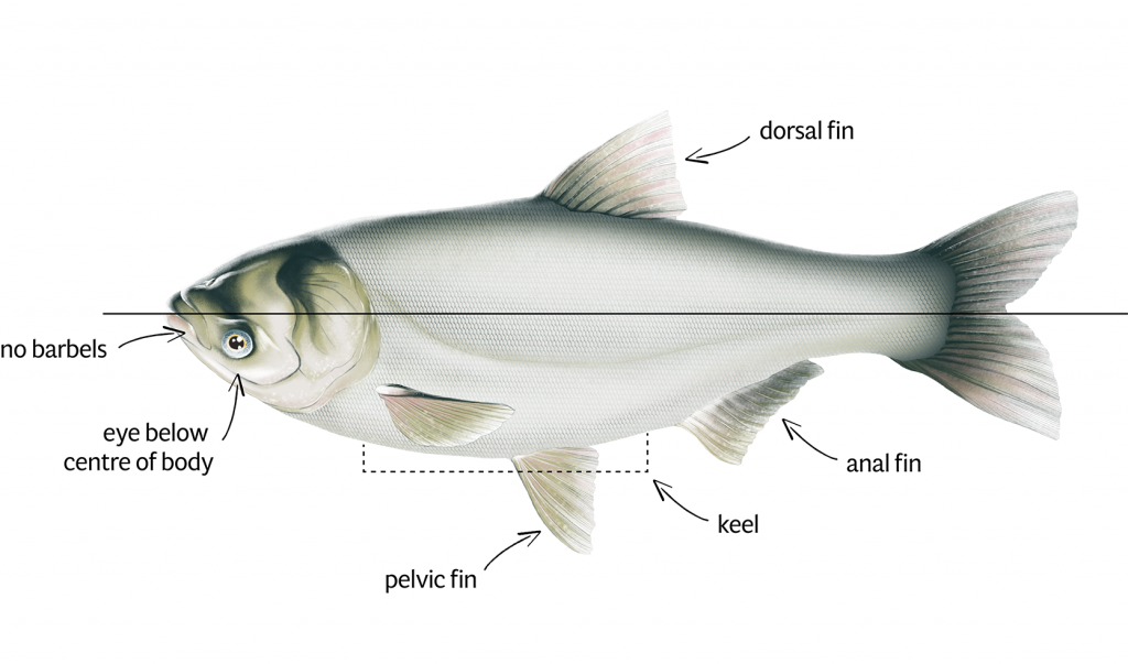 Silver Carp Identification white background