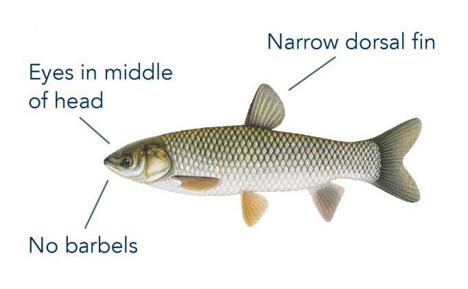 grass carp features