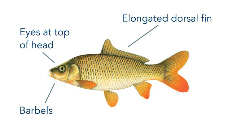 common carp features