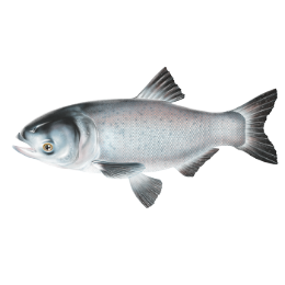 Bighead Carp