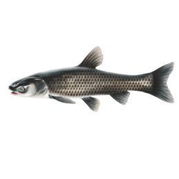 black carp