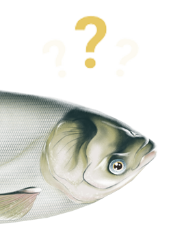 silver carp question marks