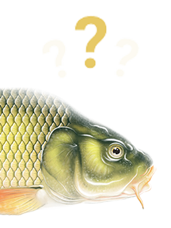 common carp question