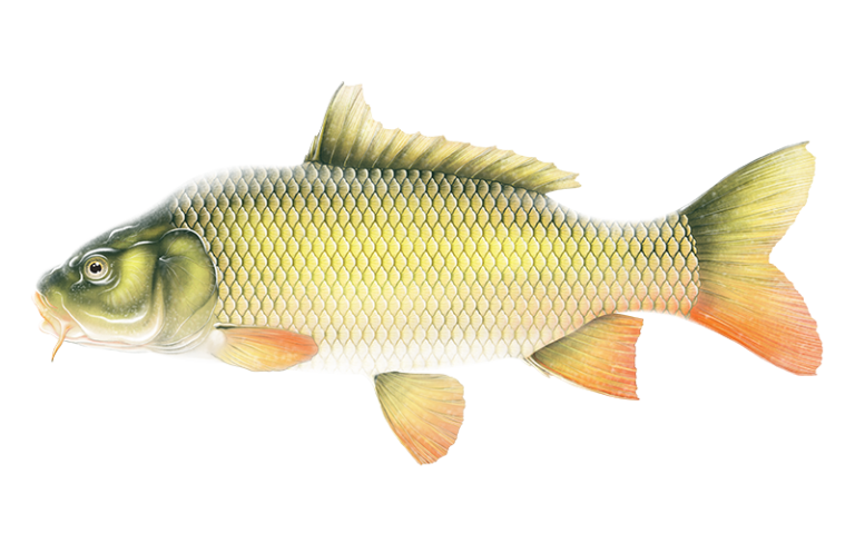 common carp