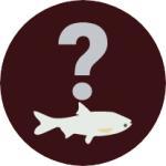 confused with carp icon