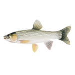 grass carp