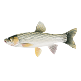 grass carp