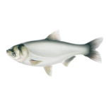 silver Carp