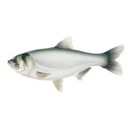 silver Carp