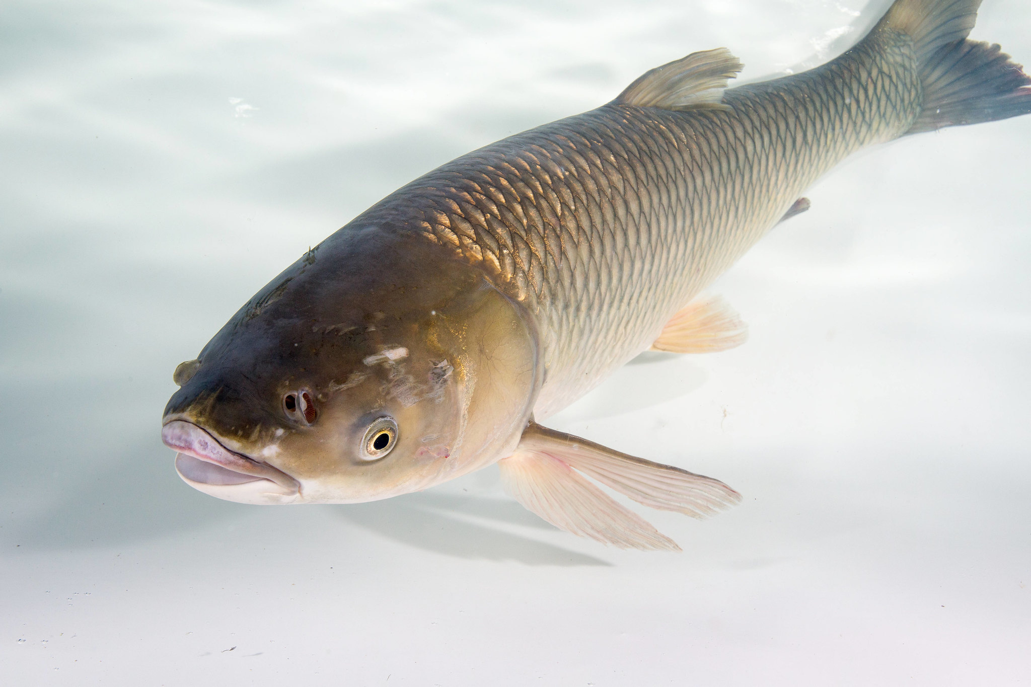 Asian Carp Canada on X: Can you distinguish between Grass Carp and Common  Carp? Learn to tell the difference between invasive Asian carps and species  they are commonly confused with by visiting