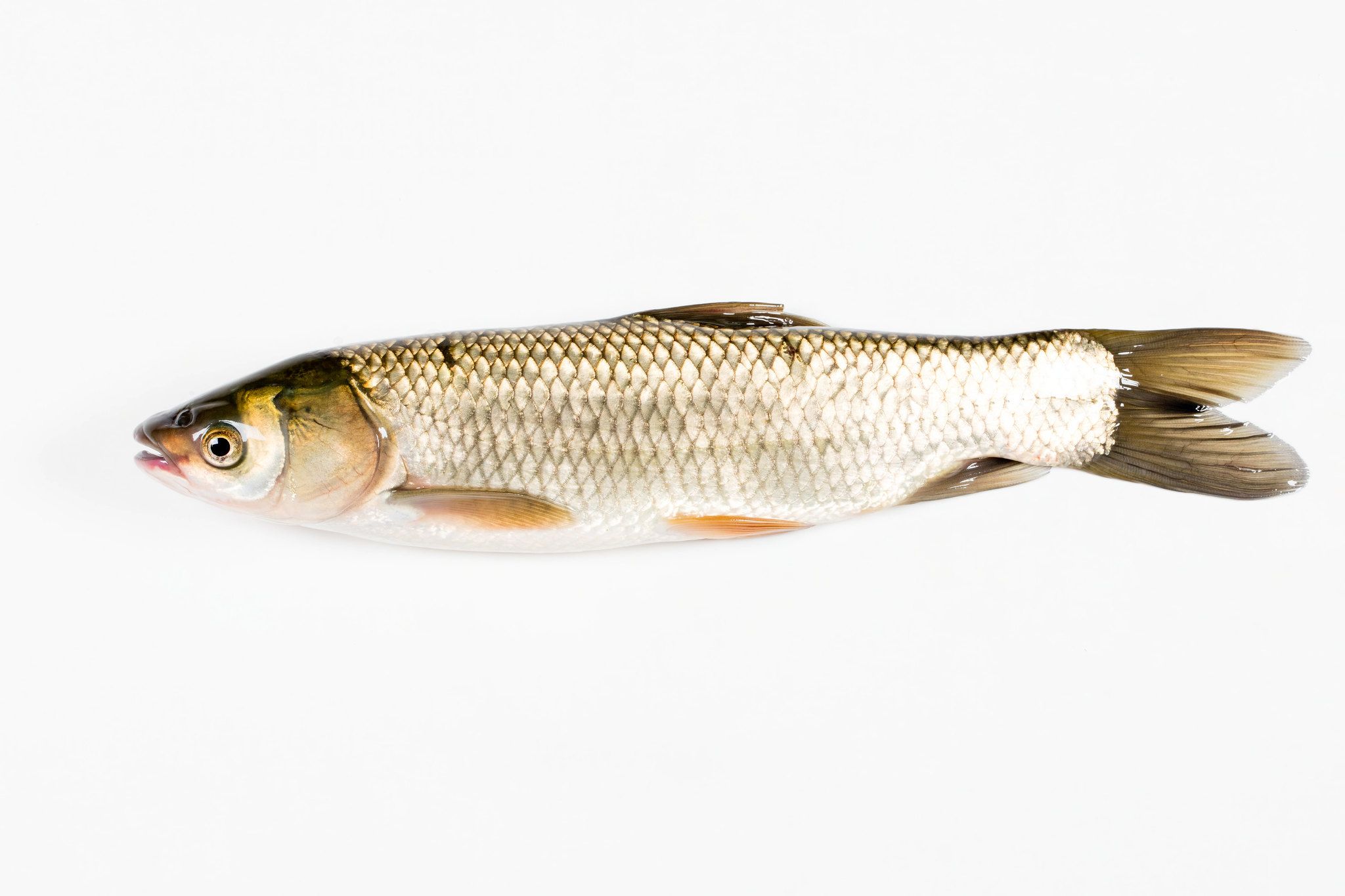 Grass Carp – Asian Carp Canada