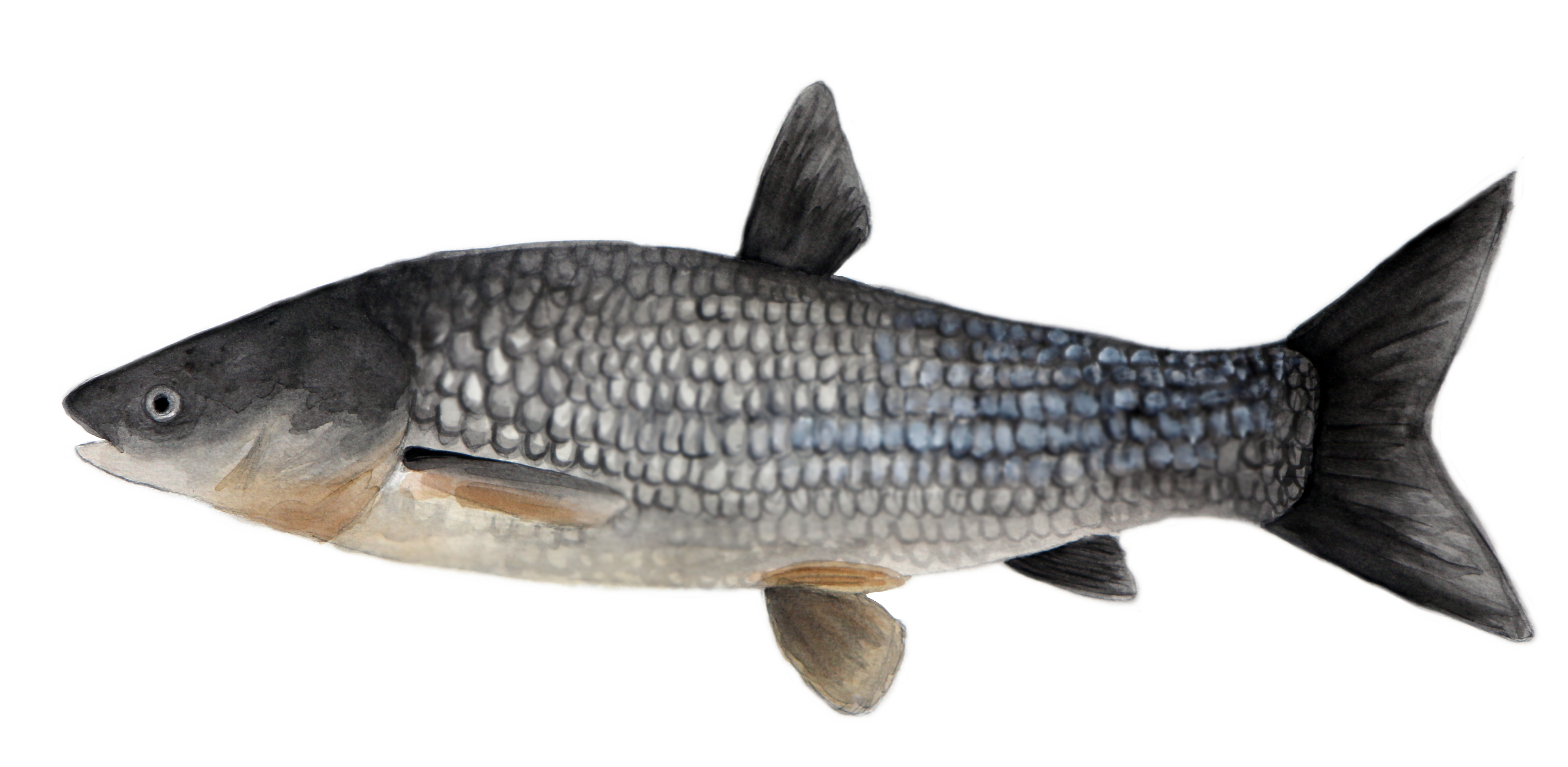 Photo Gallery – Asian Carp Canada