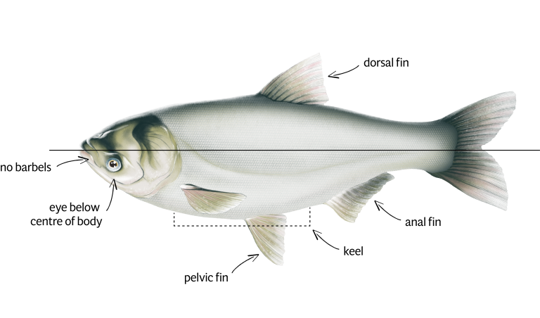 Silver Carp – Asian Carp Canada