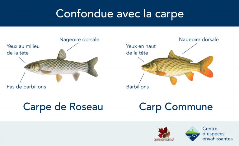 Carp Commune