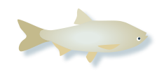 Asian Carp