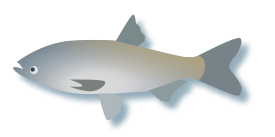 Asian Carp