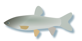 Asian Carp