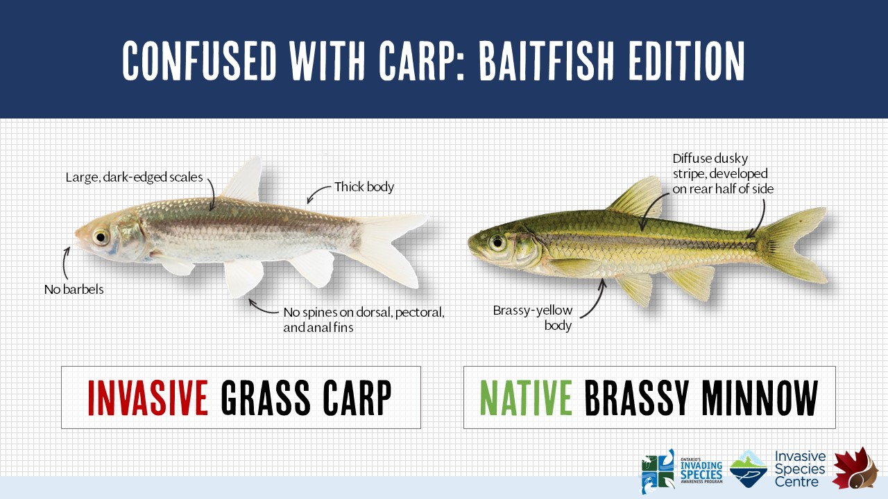 Confused with Carp: Baitfish – Asian Carp Canada