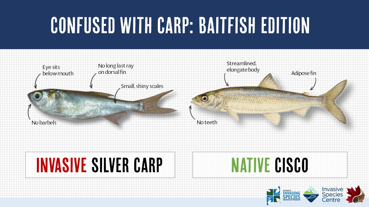 Confused with Carp: Baitfish – Asian Carp Canada