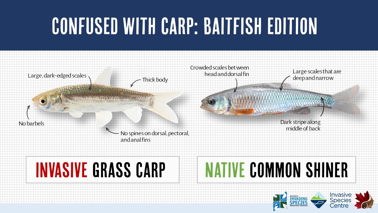 Confused with Carp: Baitfish – Asian Carp Canada