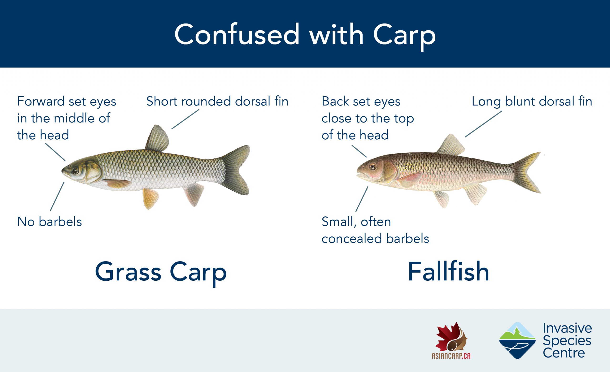 Confused with Carp – Common Look-A-Likes