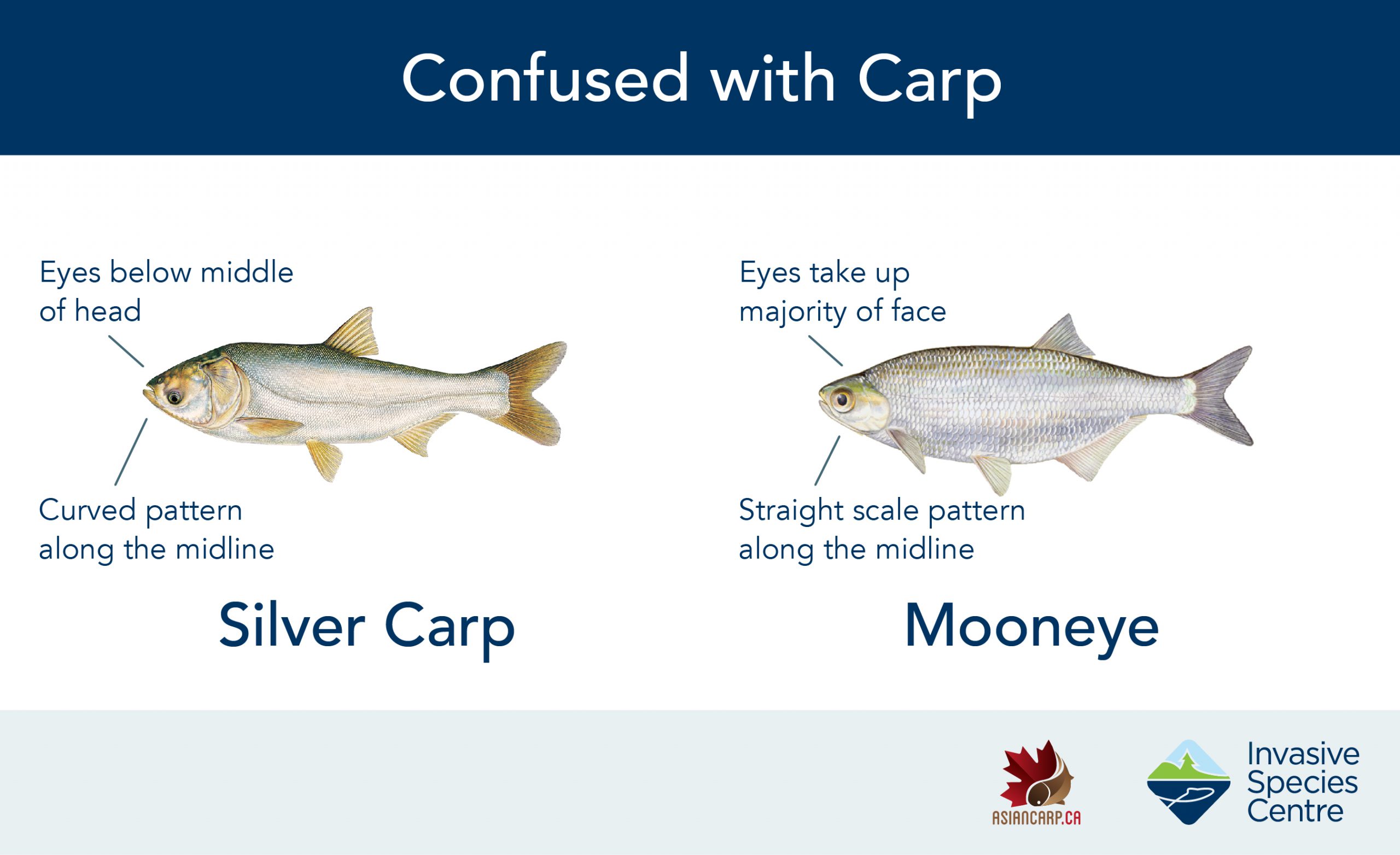 Asian Carp Canada on X: Can you distinguish between Grass Carp and Common  Carp? Learn to tell the difference between invasive Asian carps and species  they are commonly confused with by visiting