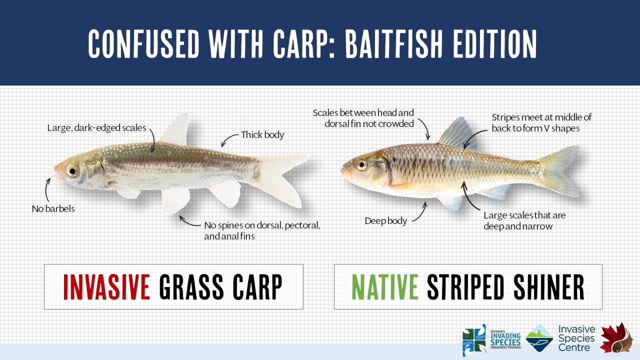 Confused with Carp: Baitfish – Asian Carp Canada