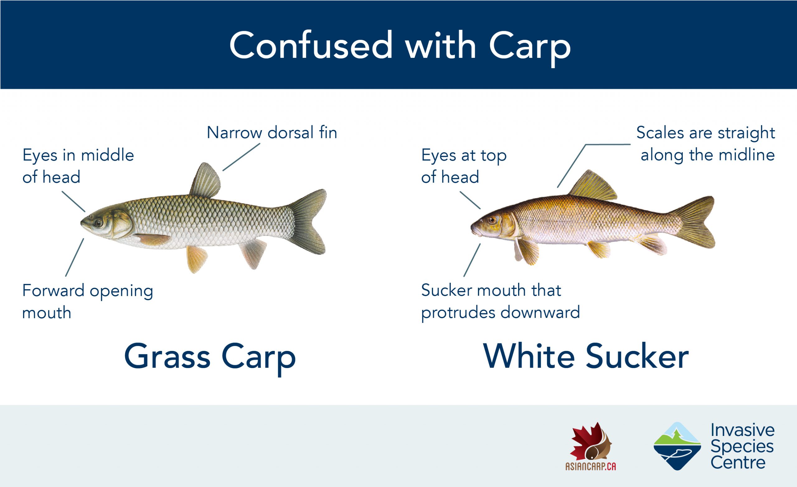 Confused with Carp – Common Look-A-Likes